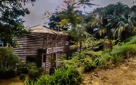 Jungle Tree House
